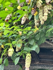 Gmelina philippensis