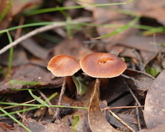Lentinellus tasmanicus