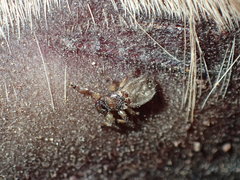 Lipoptena depressa