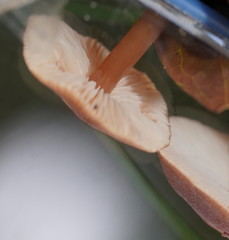 Lentinellus tasmanicus