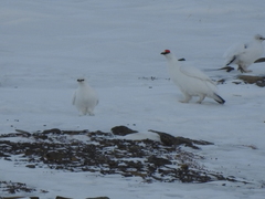 Lagopus muta hyperborea