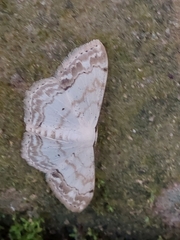 Scopula propinquaria