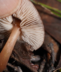 Lentinellus tasmanicus