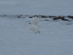 Lagopus muta hyperborea