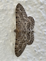 Percnia