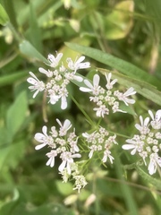 Selinum carvifolia