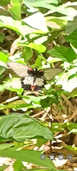 Papilio memnon