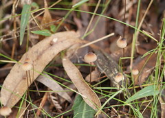 Mycena cystidiosa
