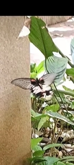 Papilio memnon