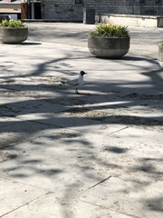 Chroicocephalus ridibundus