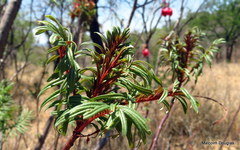 Erythrophysa transvaalensis