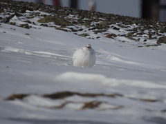 Lagopus muta hyperborea