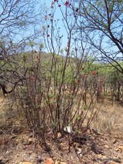 Erythrophysa transvaalensis