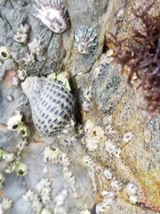 Acanthinucella