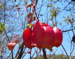 Erythrophysa transvaalensis