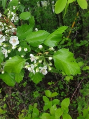 Crataegus chrysocarpa praecox