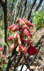 Erythrophysa transvaalensis