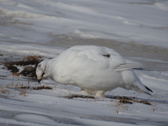 Lagopus muta hyperborea
