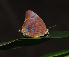 Arhopala eupolis