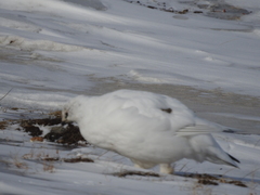 Lagopus muta hyperborea