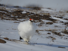 Lagopus muta hyperborea