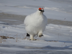 Lagopus muta hyperborea