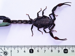 Hottentotta gentili