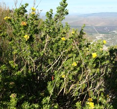 Aspalathus securifolia