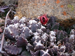 Huernia insigniflora