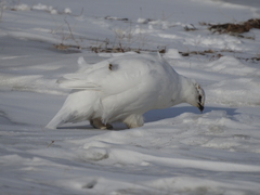 Lagopus muta hyperborea