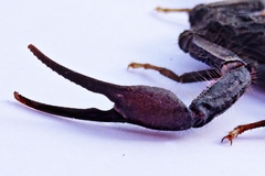 Hottentotta gentili