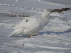 Lagopus muta hyperborea