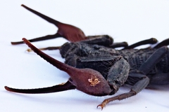 Hottentotta gentili