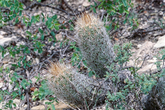 Thelocactus hastifer