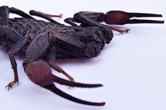 Hottentotta gentili