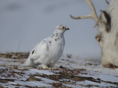 Svalbard rock ptarmigan (Lagopus muta hyperborea)