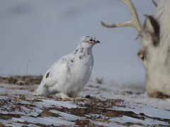 Lagopus muta hyperborea