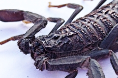 Hottentotta gentili
