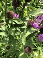 Centaurea nervosa