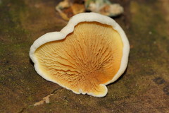 Pseudomerulius curtisii