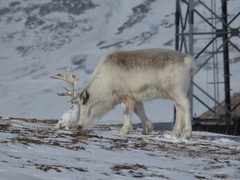 Lagopus muta hyperborea