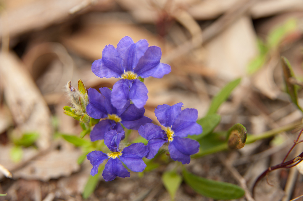 Dampiera triloba