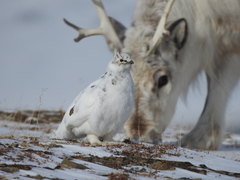 Lagopus muta hyperborea