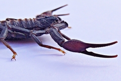 Hottentotta gentili