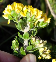 Aspalathus securifolia