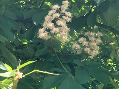 Aesculus