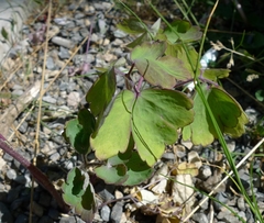 Aquilegia vulgaris
