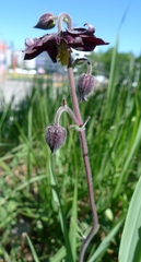 Aquilegia vulgaris