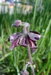 Aquilegia vulgaris