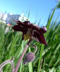 Aquilegia vulgaris